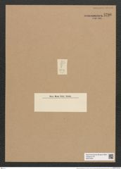 Rhaphoneis lancettula Grun. (de-Toni-Nr.: Genus 78, Species 2839) Zeichnungen Sammlung Grunow Nr. 5796 (NHMW-BOT-W0374204)